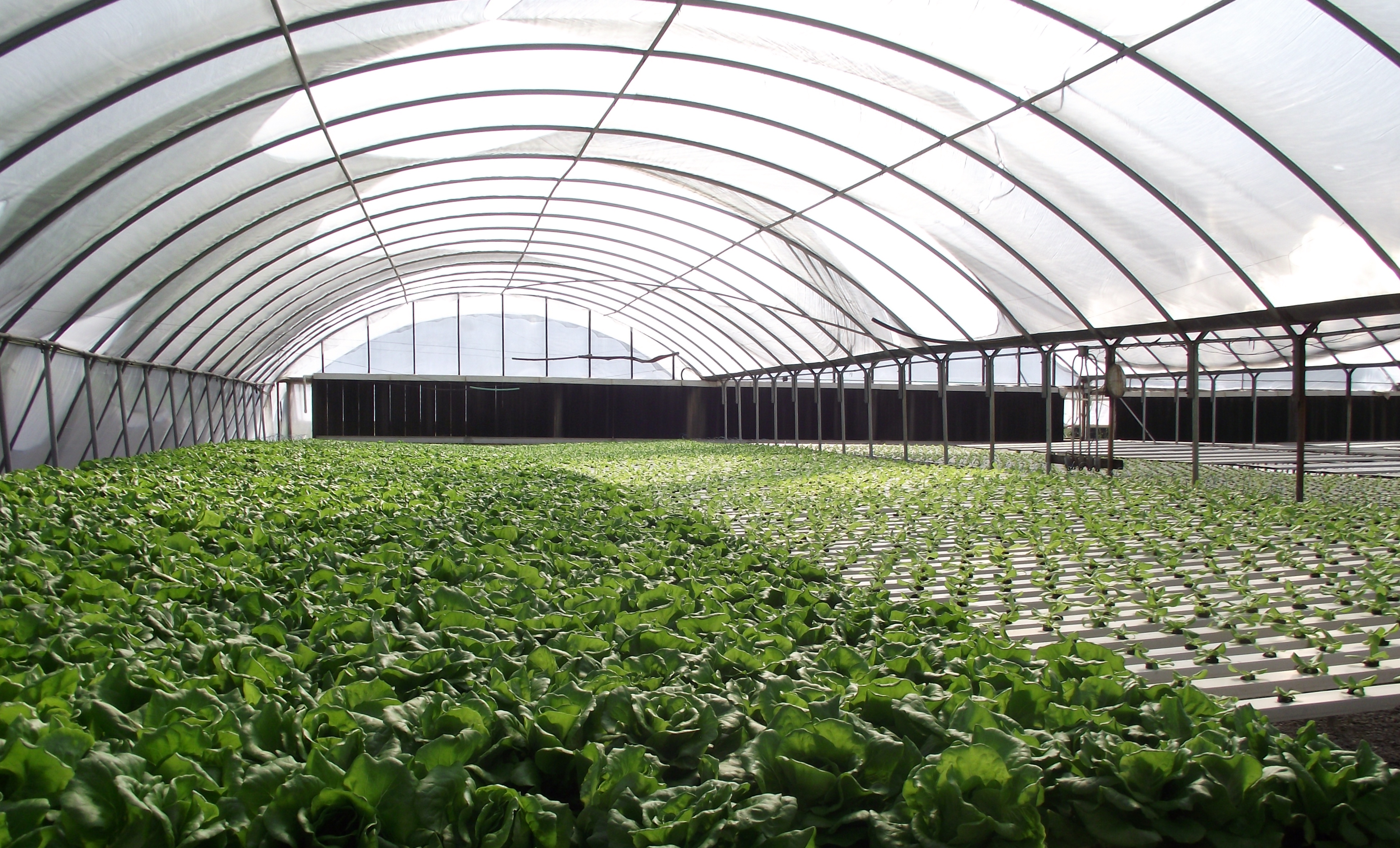 About Hydroponic Farming – Green Haven Plant Farm