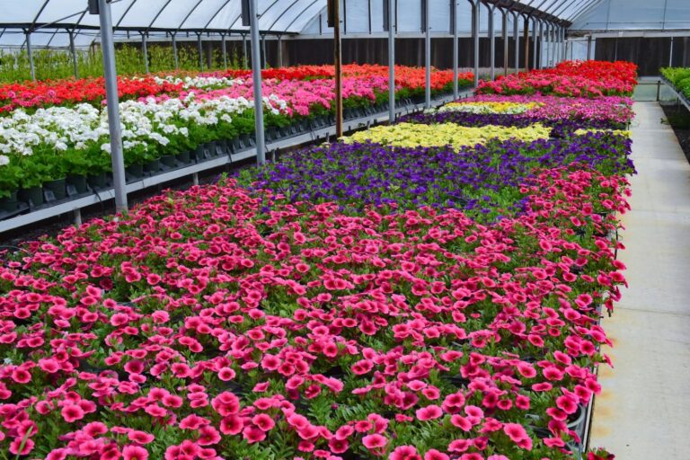 Flowers Bg